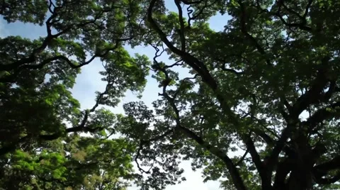 Diagonal Canopy Tilt 스톡 동영상 62696198