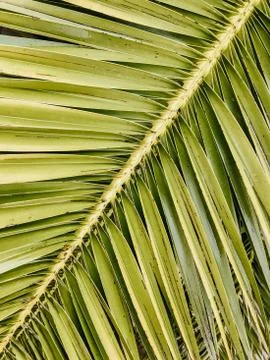 Diagonal composition of tropical palm tree leaf. Stock Photos