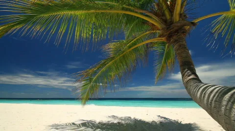 Diagonal dolly beach with palmtree Video stock 664631