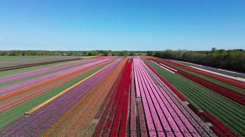 Diagonal Drone Flight Over Colorful Tulip Field, Darp in Drenthe Stock Footage 345424864