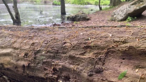 Diagonal Fallen Tree Revealing a pond, a Rocky Boulder Outcropping, and Forest Stock Footage 240129595