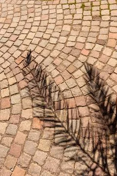 Diagonal Fern Leaf Shadows 写真素材