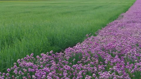 Diagonal of fields with garlic flowers and green wheat corn Stock Footage 132071537