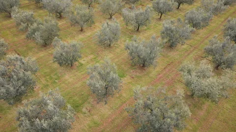 Diagonal Flyover of Olive Grove Patterns Video stock 331715445