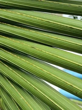 Diagonal green palm leaf close up with fibrous lines Stock Photos