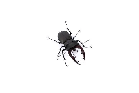 Diagonal high angle shot of stag beetle on white background Stock Photos