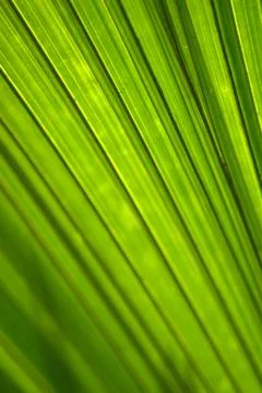 Diagonal leaf Stock Photos