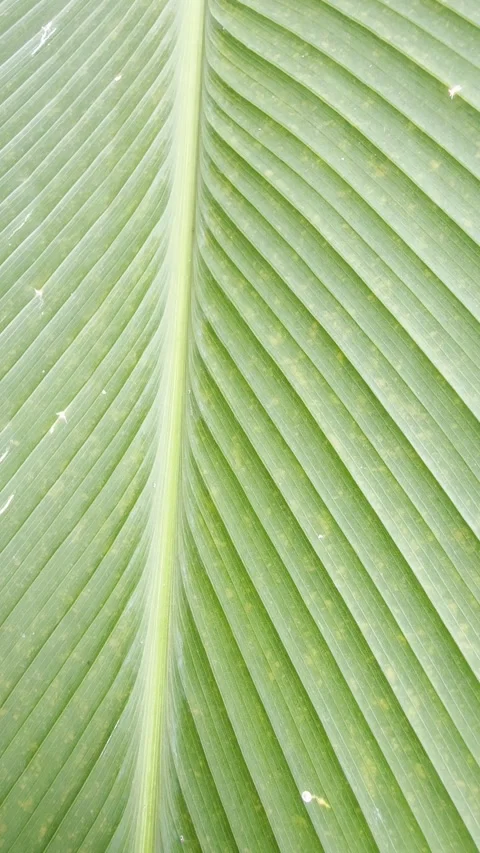 Diagonal Leaf Vein Texture Macro with Natural Motion Video stock 331248202