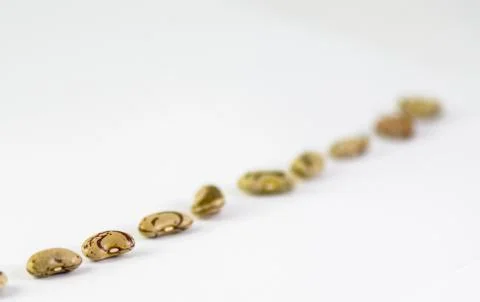 A Diagonal line of Bean 스톡 사진