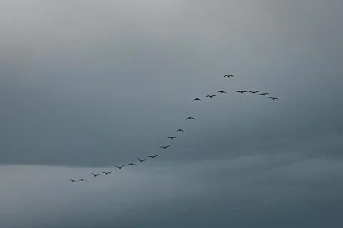 A diagonal line of birds in flight soars across a clear blue sky Stock Photos