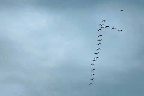 A diagonal line of birds in flight soars across a clear blue sky Stock Photos