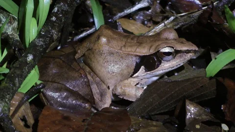 Diagonal-lined frog, Malaysia Video stock 88546977