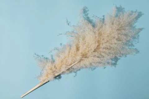 Diagonal oriented pampas leaf branch on light sky  blue background. Flat lay Stock Photos