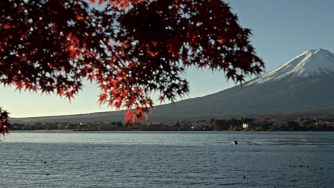 Diagonal pan down right from autumn momiji to Mount Fuji waterfront Stock Footage 339640036