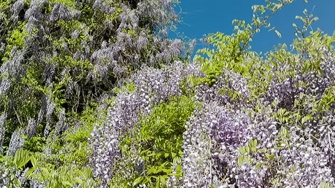 Diagonal panning video of huge flowring Japanese Wisteria climbing plant Vidéo 334513133
