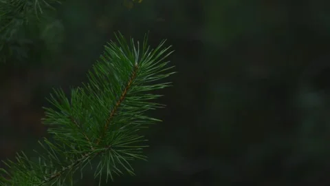 Diagonal Pine Twig with Glowing Christmas Bokeh Loop Background Video stock 344057963