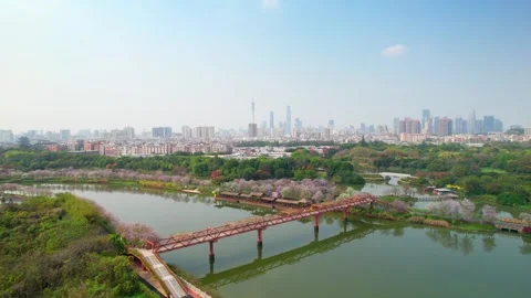 Diagonal red bridge over Haizhu Wetland water and blossoms in Guangzhou China Stock Footage 346030818