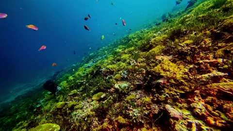 Diagonal Reef Composition with Fish in Tropical Ocean Bali Видео 331062062