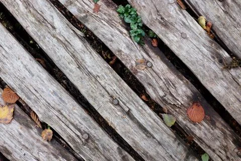 Diagonal rough timber with fall leaves Stock Photos