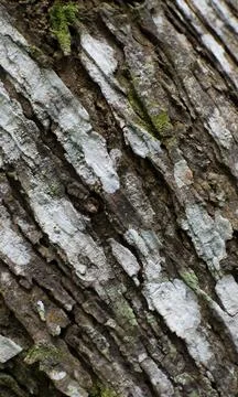 Diagonal Rough Tree Bark Texture Background Close Up 写真素材