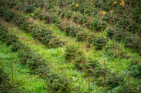 Diagonal rows of tiny young Christmas trees or pine saplings on a farm Stock Photos