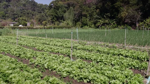 Diagonal shot of an orchard in the middle of a mountain village Stock Footage 265013559