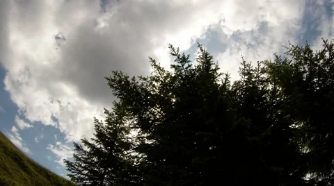 Diagonal shot of white clouds and pine trees view of from the bottom up Stock Footage 43803044