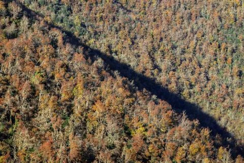 Diagonal slopes covered with deciduous forest Stock Photos