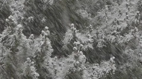 Diagonal snowfall over snow-covered pine trees during a fierce blizzard. Stock Footage 317968337