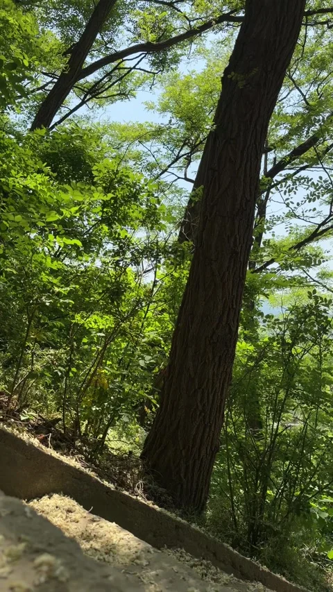 Diagonal Stone Steps Through a Sunny Summer Forest Park Stock Footage 340416633