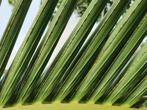 Diagonal striped palm leaf texture with natural rhythm Stock Photos