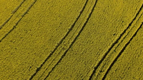 Diagonal Tire Tracks Cutting Across Dense Oilseed Rape Plants, South Africa Stock Footage 346275943