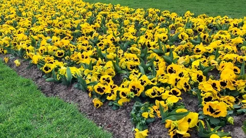 Diagonal transition from flowers to wasserturm Stock Footage 126566485