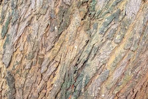 Diagonal Tree Bark Texture Background for Design Stock Photos