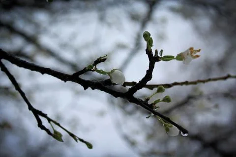 Diagonal Tree Branch with small white flower buds on rainy grey day in early Stock Photos