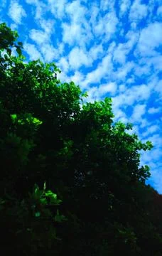 Diagonal tree crowns covered with cloudy sky background Stock-Fotos