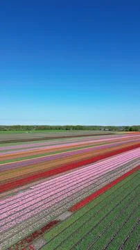 Diagonal Tulip Rows Spring Blue Sky, Vertical shot Stock Photos