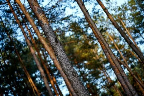Diagonal view of coniferous tree trunks on summer day in forest Stock Photos