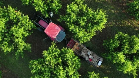 Diagonal view of tractor with trailer loaded with fruit as men pick peaches in Vídeos de archivo 134386127