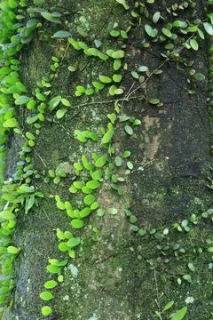 Diagonal Vine Line on Moss Covered Bark Stock Photos