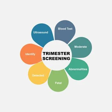Diagram concept with Trimester Screening text and keywords. EPS 10 Stock Illustration