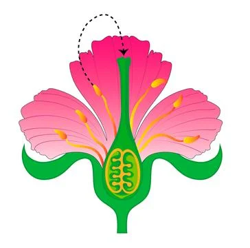 Diagram of Cross-Pollination Process by a Bee Stock Illustration