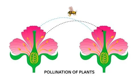 Diagram of Cross-Pollination Process by a Bee Stock Illustration