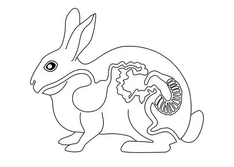 Diagram of the Digestive System of a Rabbit (Oryctolagus cuniculus) Stock Illustration