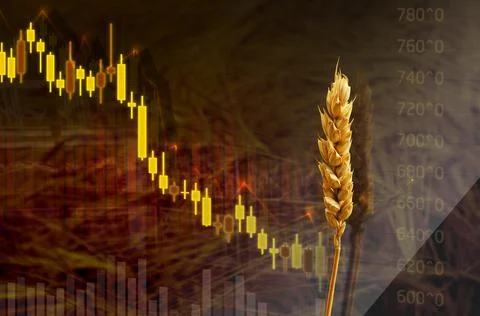 Diagram of fall food prices. Decrease in the price of wheat seedson the graph Stock Photos