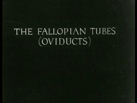 Fallopian Tubes Stock Video Footage | Royalty Free Fallopian Tubes ...