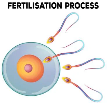 Diagram of fertilisation process Stock Illustration