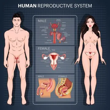 Diagram of human reproductive system with data for medical education Stock Illustration