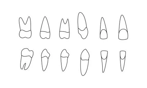 Diagram human teeth. upper lower jaw. Central lateral incisors, canines Stock Illustration