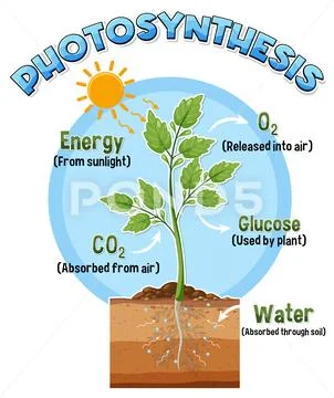 Diagram of Photosynthesis for biology and life science education ...